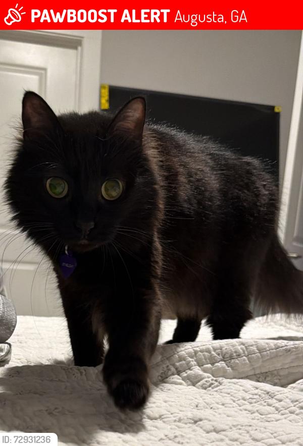 Lost Female Cat last seen Across Kroger , Augusta, GA 30909
