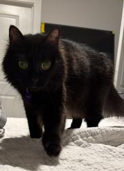 Lost Female Cat last seen Across Kroger , Augusta, GA 30909