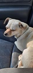 Found/Stray Female Dog last seen Metts Rd at FM 1485, Montgomery County, TX 77306