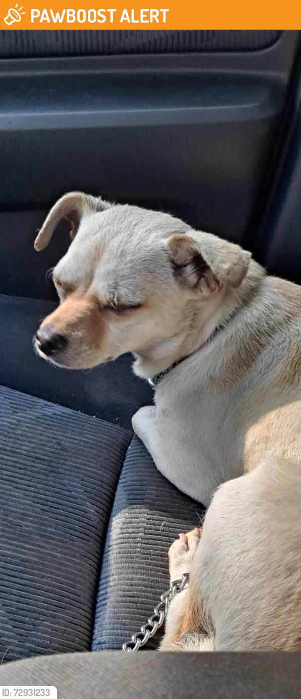 Found/Stray Female Dog last seen Metts Rd at FM 1485, Montgomery County, TX 77306
