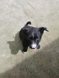Found/Stray Male Dog last seen Buffalo Lake Road/Blanchard , Barbecue, NC 27332