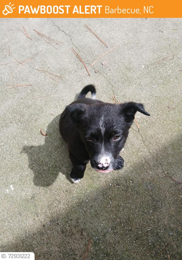 Found/Stray Male Dog last seen Buffalo Lake Road/Blanchard , Barbecue, NC 27332