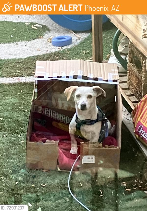 Found/Stray Female Dog last seen Greenway and 25th Dr., Phoenix, AZ 85023