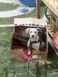Found/Stray Female Dog last seen Greenway and 25th Dr., Phoenix, AZ 85023