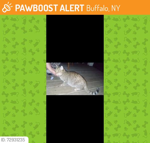 Found/Stray Female Cat last seen Normal and Rhode Island, West Side, Buffalo, NY 14213