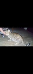 Found/Stray Female Cat last seen Normal and Rhode Island, West Side, Buffalo, NY 14213