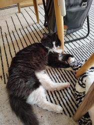 Reunited Unknown Cat last seen 21st and Taylor, Racine, WI 53403