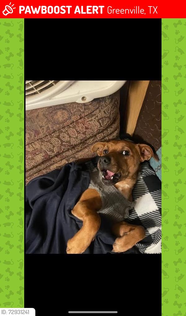 Lost Male Dog last seen Wellington street, Greenville, TX 75401