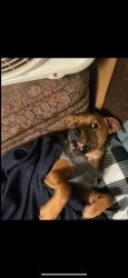 Lost Male Dog last seen Wellington street, Greenville, TX 75401
