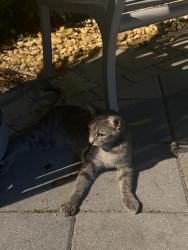 Found/Stray Female Cat last seen Ne 7th street and ne 5th ave , Fort Lauderdale, FL 33304