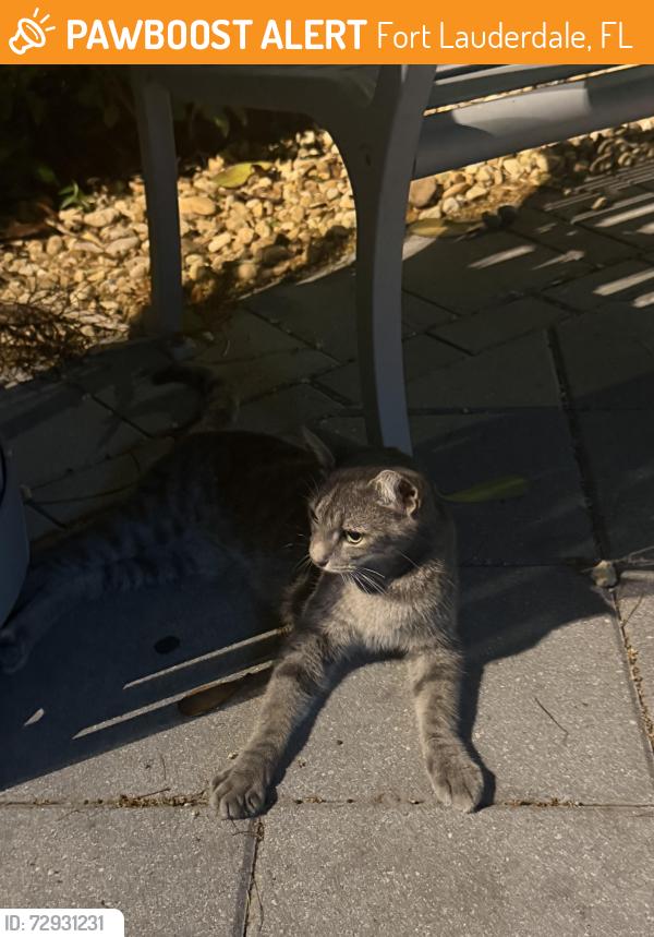 Found/Stray Female Cat last seen Ne 7th street and ne 5th ave , Fort Lauderdale, FL 33304