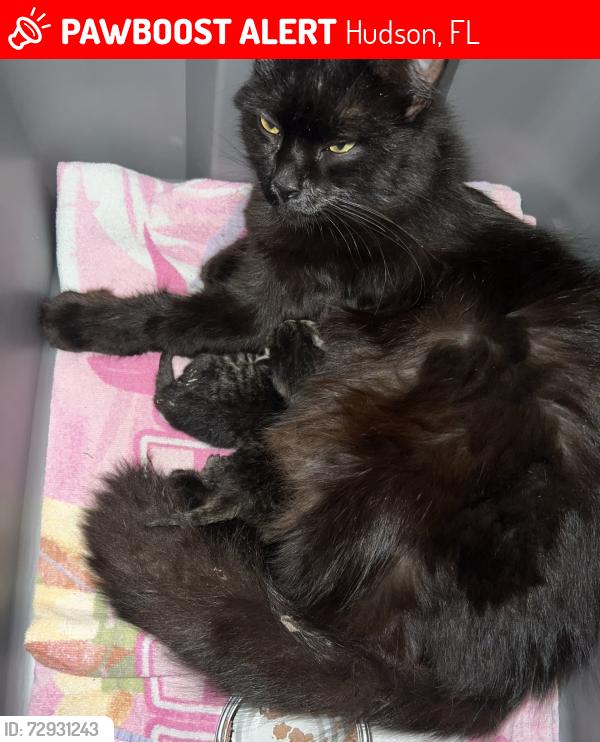Lost Female Cat last seen Hicks rd, Hudson, FL 34669