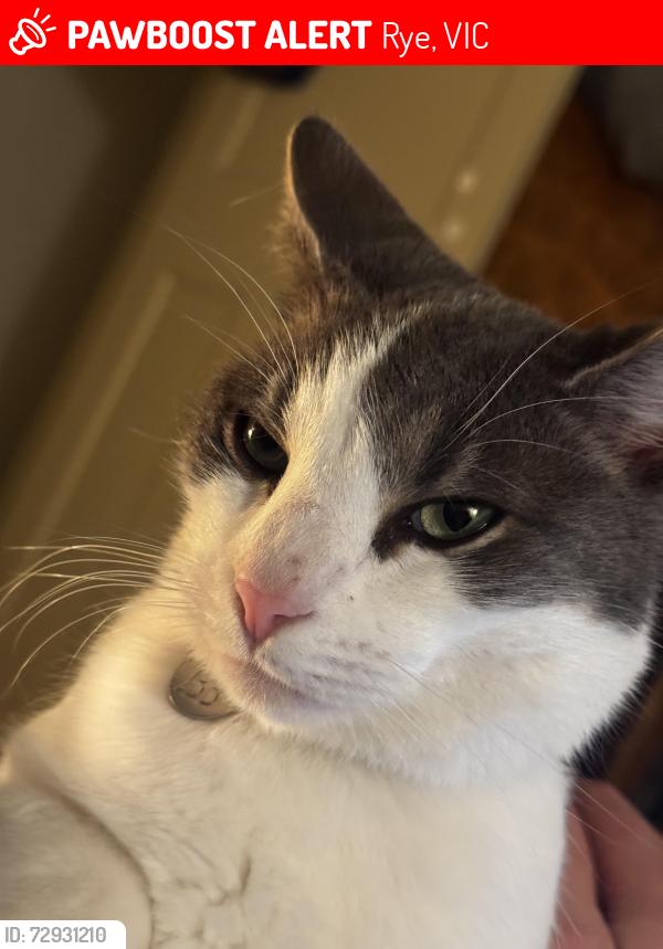 Lost Male Cat last seen Pasadena street/Nerissa street, Rye, VIC 3941