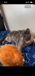 Lost Female Cat last seen Dubuque st, Sioux Falls, SD 57108