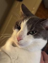 Lost Male Cat last seen Pasadena street/Nerissa street, Rye, VIC 3941
