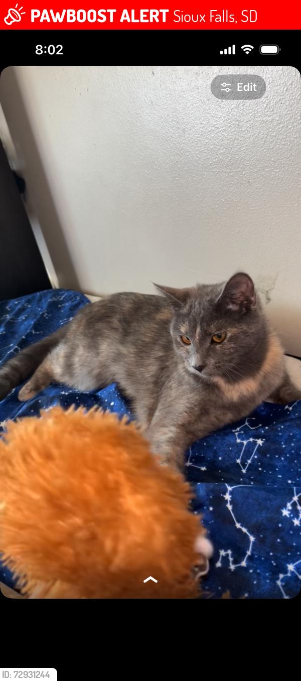 Lost Female Cat last seen Dubuque st, Sioux Falls, SD 57108