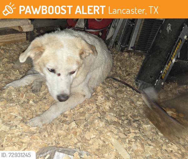Found/Stray Unknown Dog last seen Hash at nail, Lancaster, TX 75146