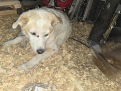 Found/Stray Unknown Dog last seen Hash at nail, Lancaster, TX 75146