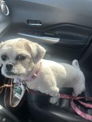 Reunited Female Dog last seen Portola ave, Los Angeles, CA 90032