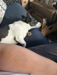 Reunited Female Dog last seen Evergreen and windy pine cove, Jonesboro, AR 72401