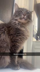 Reunited Male Cat last seen River Plantation Subdivision, Conroe, TX 77302