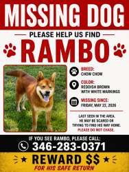 Lost Male Dog last seen Beechnut , Houston, TX 77072