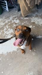 Found/Stray Male Dog last seen Spring Meadows Subdivision , Houston, TX 77043