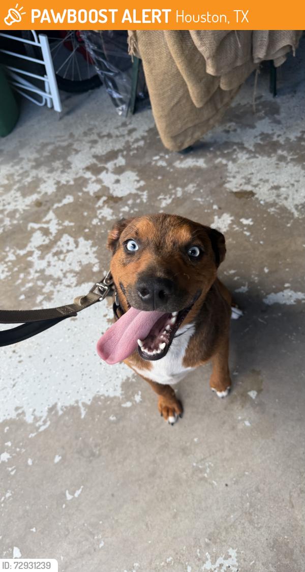 Found/Stray Male Dog last seen Spring Meadows Subdivision , Houston, TX 77043