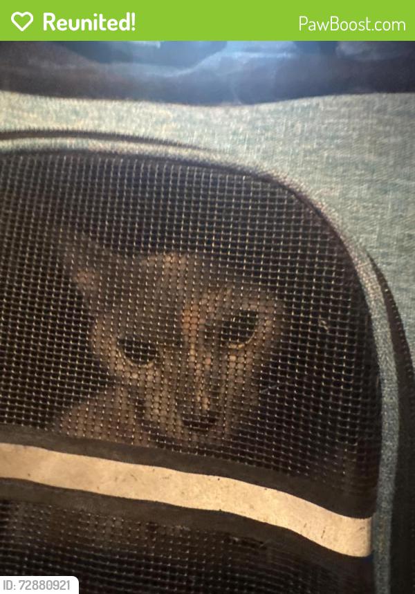 Reunited Female Cat last seen Nw 21st Terrace and Warren Ave, Oklahoma City, OK 73107