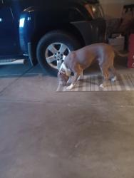 Reunited Male Dog last seen 10th street and 80th ave, Greeley, CO 80634
