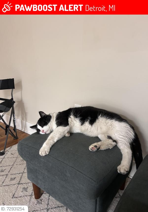 Lost Male Cat last seen Lothrop Linwood, Detroit, MI 48206