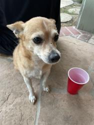 Reunited Male Dog last seen Basetdale Ave , City of Industry, CA 91746