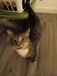 Reunited Male Cat last seen Western and SW 62nd St, Oklahoma City, OK 73139