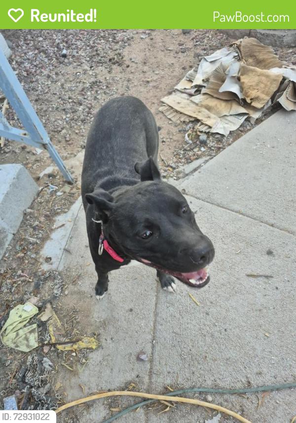 Reunited Female Dog last seen Twin peak and Linda vista , Pima County, AZ 85742