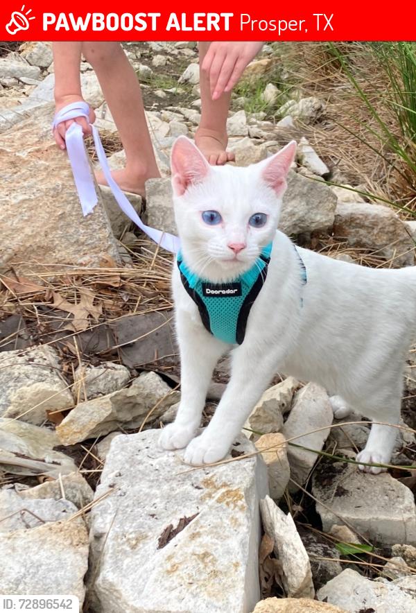 Lost Male Cat last seen First street and Windsong ranch , Prosper, TX 75078