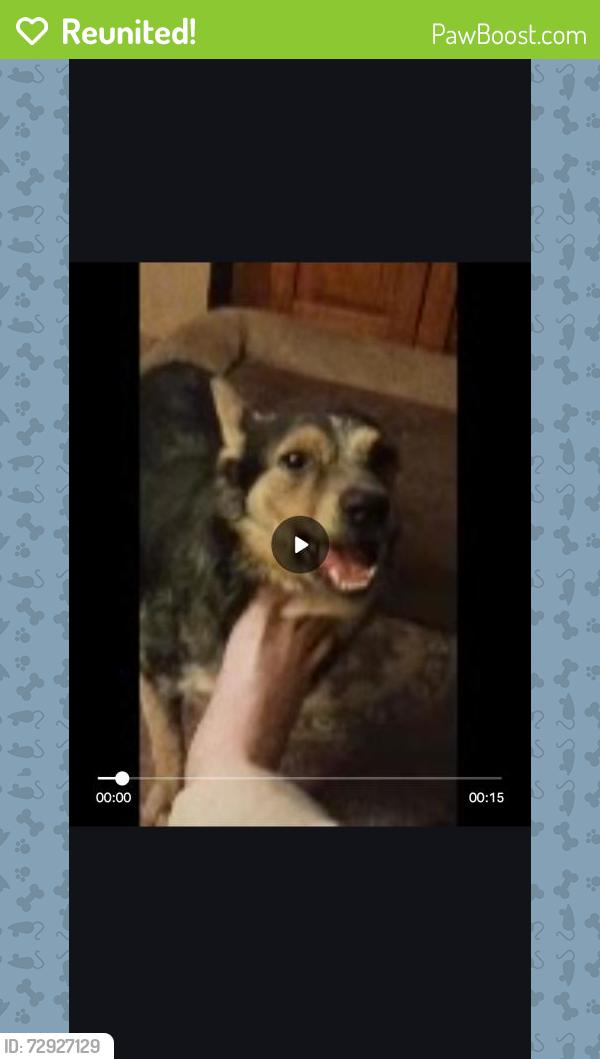 Reunited Male Dog last seen South Livermore and 5th Street, Livermore, CA 94550