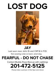Reunited Male Dog last seen John St, New York, NY 10038, USA, New York, NY 10038
