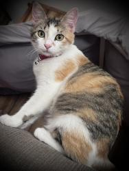 Lost Female Cat last seen Dixie St, N Rhomberg St, & Short St., Burnet, TX 78611