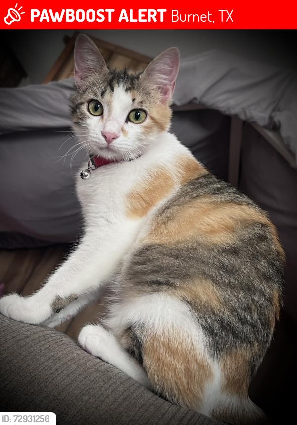Lost Female Cat last seen Dixie St, N Rhomberg St, & Short St., Burnet, TX 78611