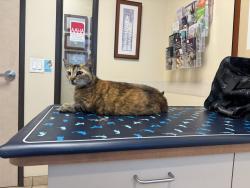 Lost Female Cat last seen E Culver and S Olive , Orange, CA 92866
