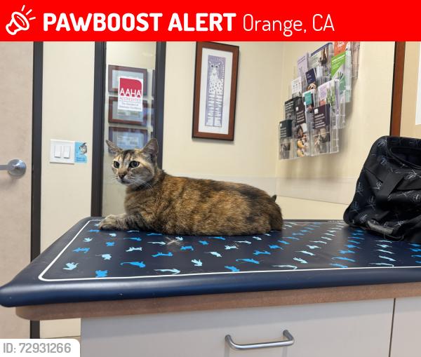 Lost Female Cat last seen E Culver and S Olive , Orange, CA 92866