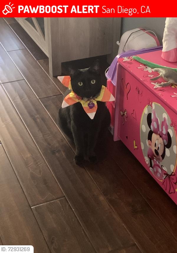 Lost Female Cat last seen Vista Del Sur, San Diego, CA 92154