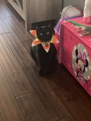 Lost Female Cat last seen Vista Del Sur, San Diego, CA 92154