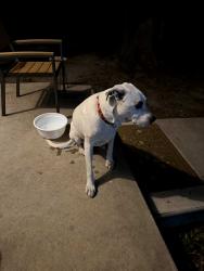 Found/Stray Male Dog last seen George Washington Blvd and mount Vernon, Wichita, KS 67211