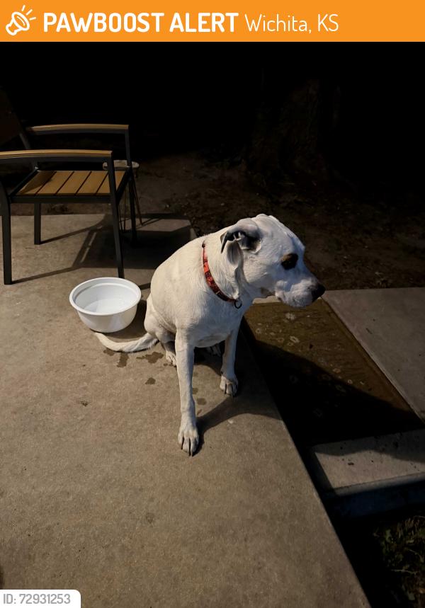 Found/Stray Male Dog last seen George Washington Blvd and mount Vernon, Wichita, KS 67211