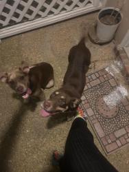 Found/Stray Unknown Dog last seen Meadowoods terrace , Jackson, MS 39211