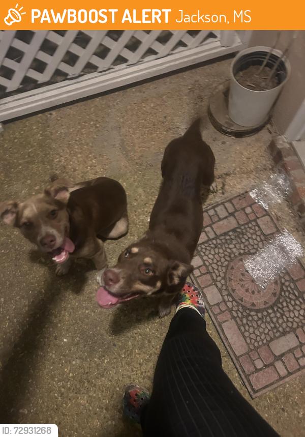 Found/Stray Unknown Dog last seen Meadowoods terrace , Jackson, MS 39211