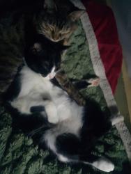 Lost Female Cat last seen E Minnesota St, Indianapolis, IN 46203