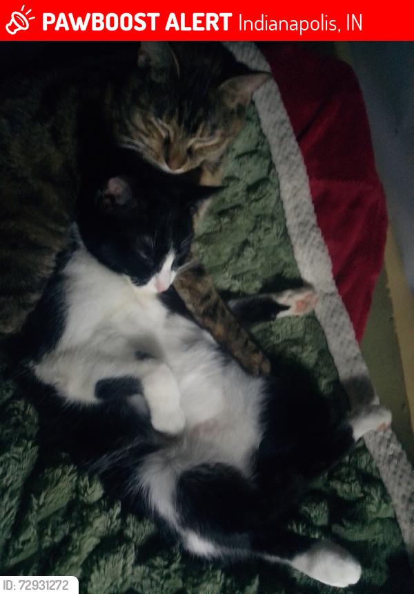 Lost Female Cat last seen E Minnesota St, Indianapolis, IN 46203