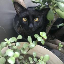 Reunited Male Cat last seen Oak St & E 89th St, Kansas City, MO 64114